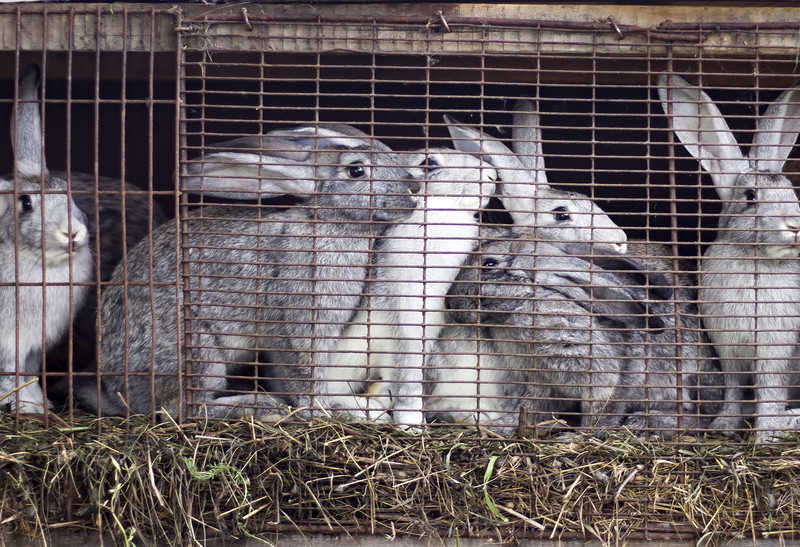 Several European countries have already banned breeding fur animals