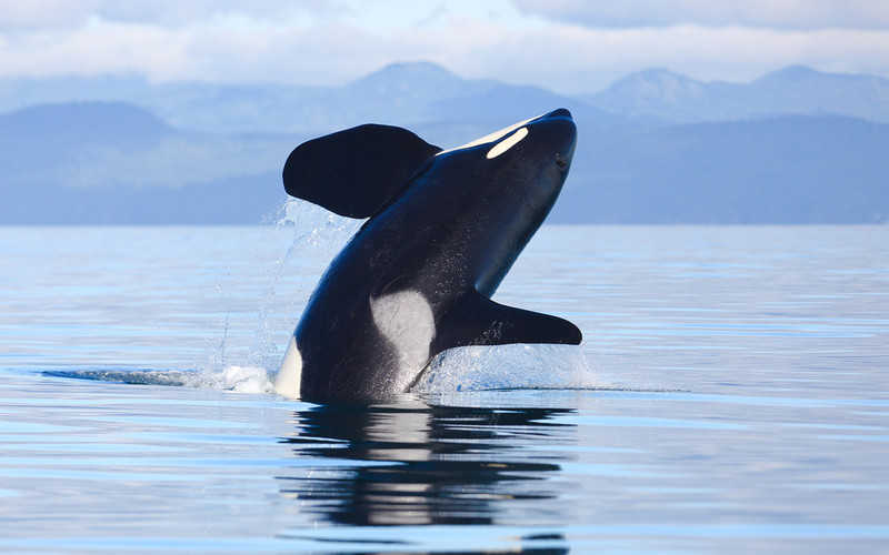 Hiszpania: Agresywne orki atakują żeglarzy i uszkadzają statki