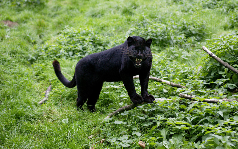 Hiszpania: Koło Grenady grasuje czarna pantera