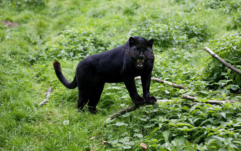Hiszpania: Koło Grenady grasuje czarna pantera