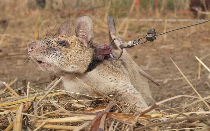The rat was awarded a medal for bravery for detecting mines in Cambodia