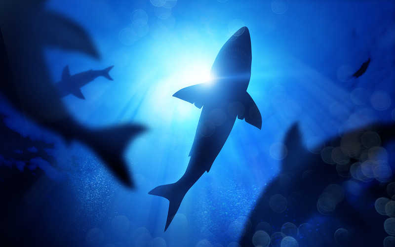Environmentalists: Producing a vaccine will kill half a million sharks