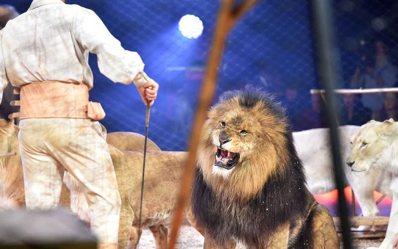 France prohibits the performance of wild animals in circuses and the breeding of mink for fur
