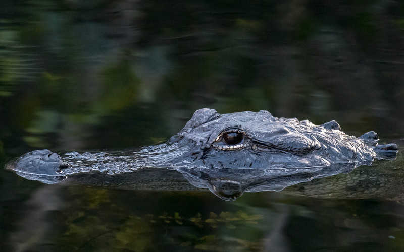 An alligator was caught in Wrocław
