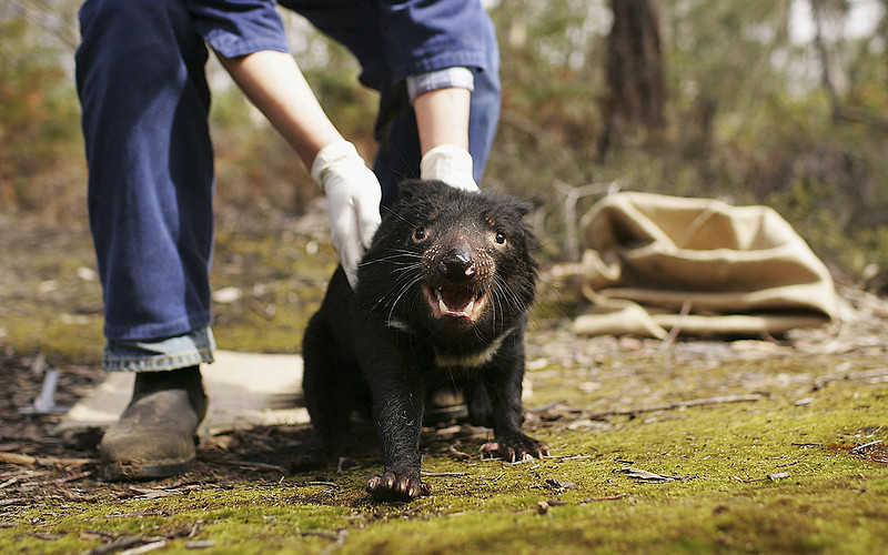 Tasmanian devil returns to mainland Australia after 3000 years