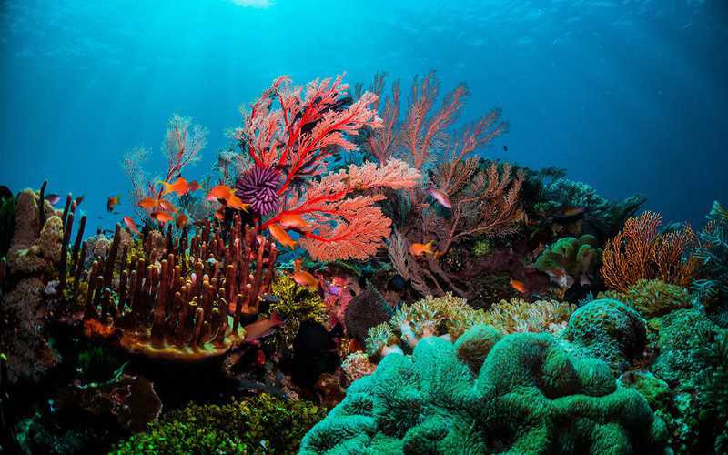 Global heating kills half the corals on the Great Barrier Reef
