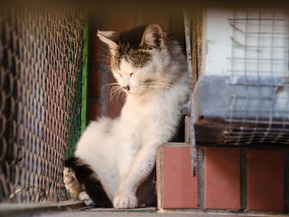 PETA oferuje £5 000 nagrody za znalezienie zabójcy kotów w Croydon