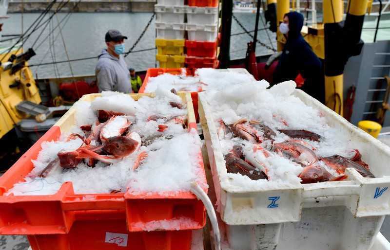 Brytyjski rząd wskazuje na możliwy kompromis z UE w kwestii rybołówstwa