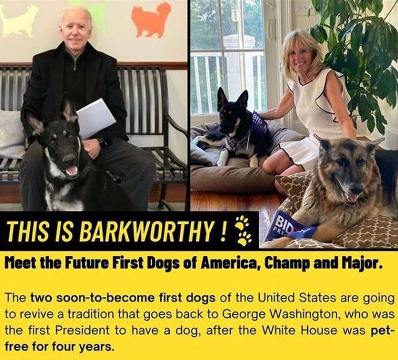Joe Biden's dog Major set to make history 
