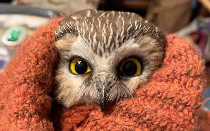 Tiny owl rescued from Rockefeller Center Christmas tree in New York