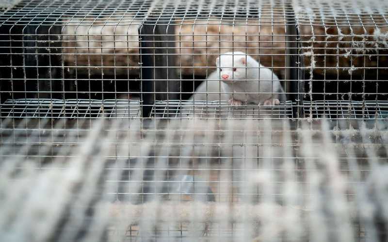 France culls 1,000 mink after discovering mutated coronavirus in farm