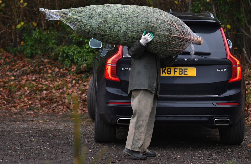 Christmas comes early as people rush to buy trees