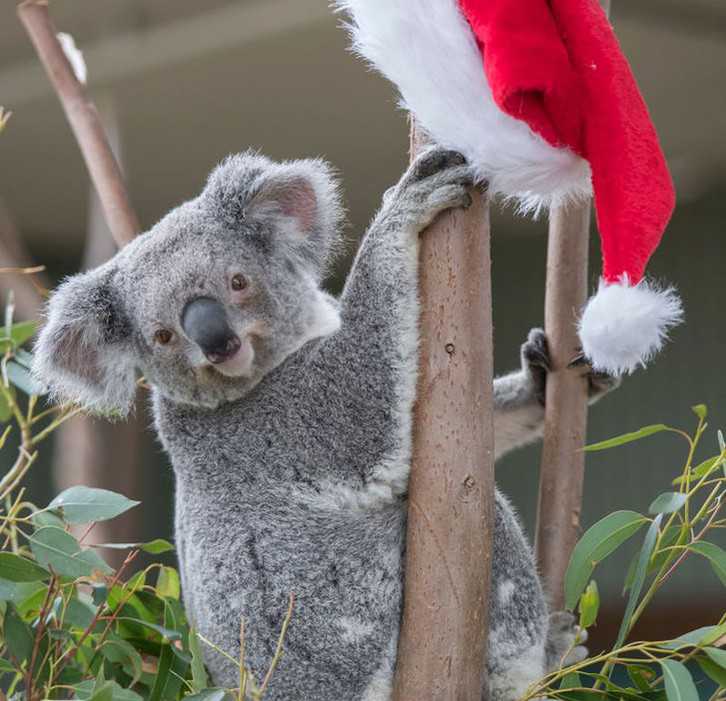 Australia: Koala wszedł do domu, usiadł na choince i zaplątał się w światełka