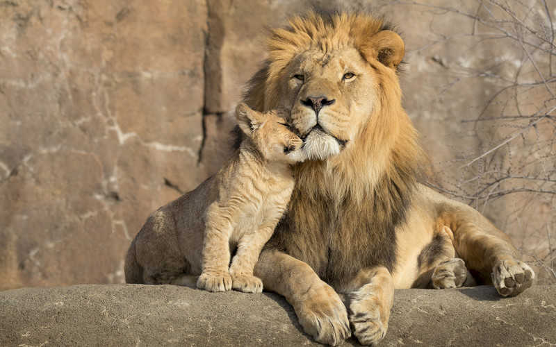 Lwy w barcelońskim zoo zachorowały na Covid-19