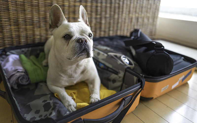 Brexit: pets will need papers for travel to EU and Northern Ireland