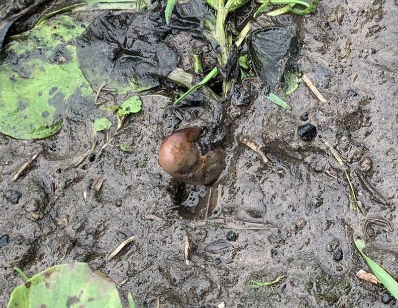 Anglia: Ludzkie szczątki w polu okazały się ziemniakiem