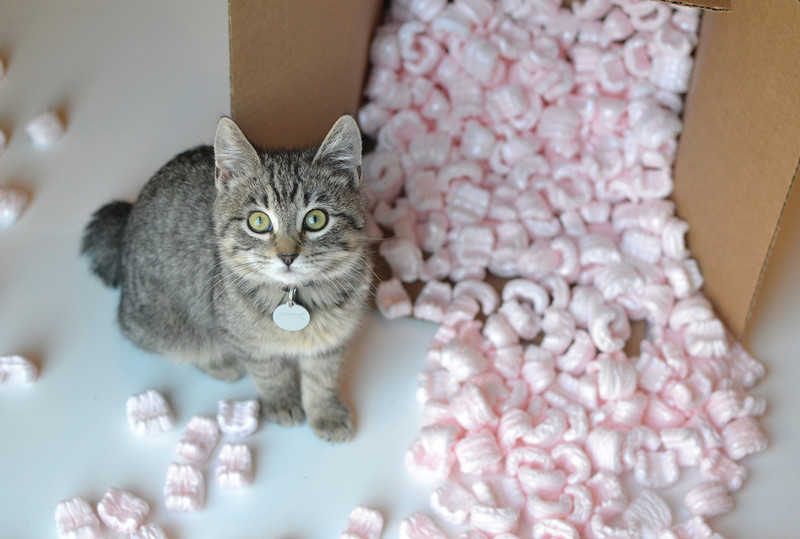 A cat from Ukraine lived on candy for three weeks, getting to Israel
