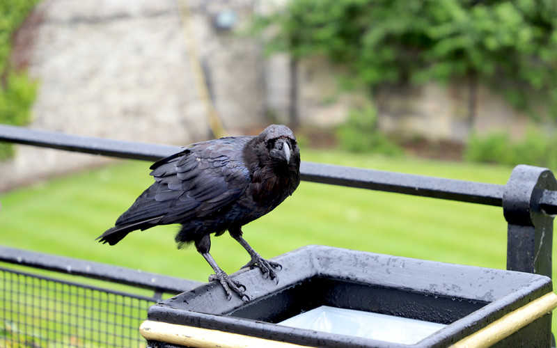 The raven guarding the empire is missing from the Tower of London