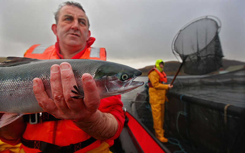 Foki zabiły tysiące łososi w "dużym" ataku na szkockiej farmie