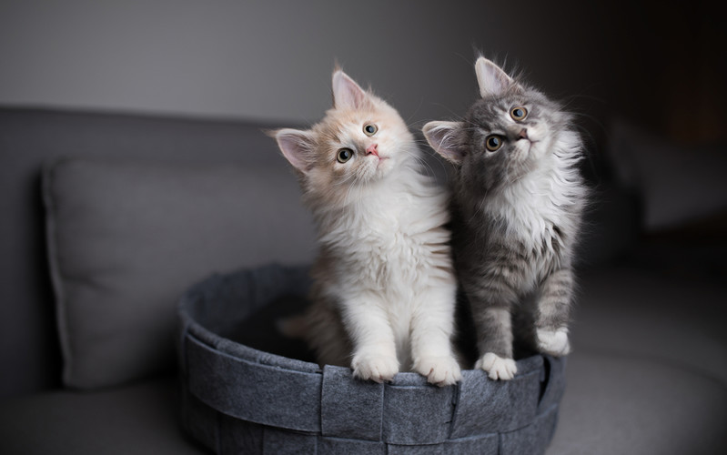 The UK investigated how the presence of dogs and cats in the bedroom affects sex