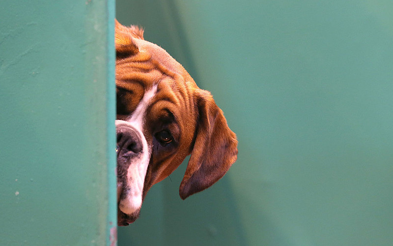 Plaga kradzieży psów w UK. Rząd "rozważa" surowsze kary
