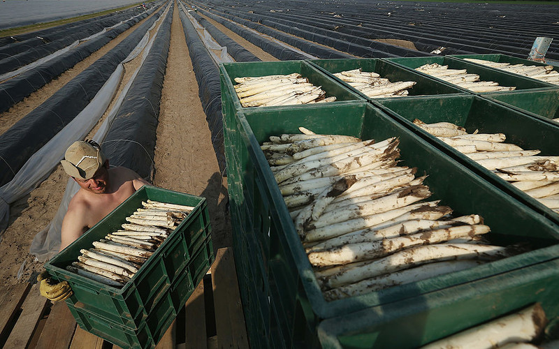 The Germans are afraid that Polish workers will not get to the asparagus harvest 