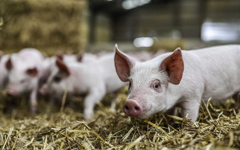 Niemcy: Rolnik zarobił fortunę, sprzedając zwierzęta rzekomo z hodowli ekologicznej