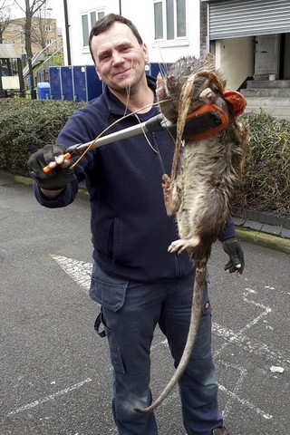 Szczur "wielkości małego dziecka" znaleziony w Londynie