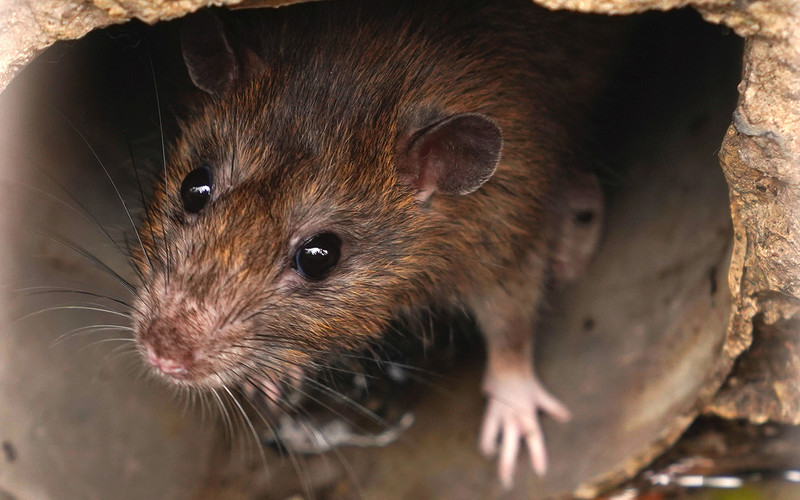 France: Rats and bedbugs as "companions"? The idea of Strasbourg councilors
