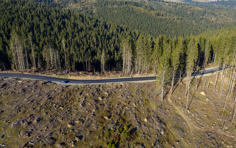 'Intensive logging of old growth forests are just observed in Poland'