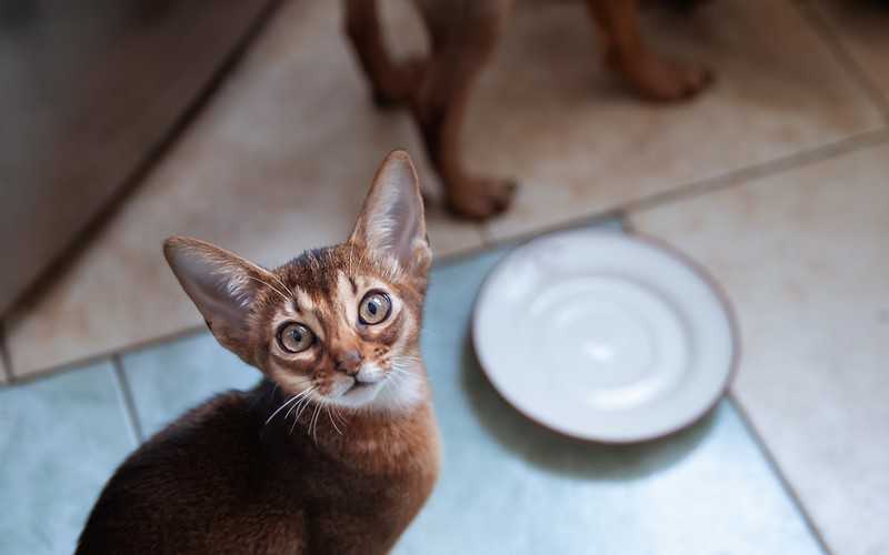 Supermarkety w UK: "Zaczyna brakować karmy dla psów i kotów"