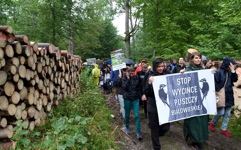 Judgment on trees. The Białowieża Forest will be further cut