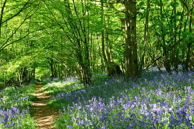 Thousands of bluebell bulbs dug up in Norfolk wood