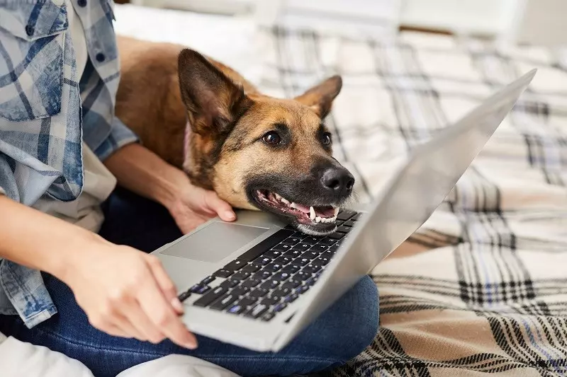 Pets' names used as passwords by millions, study finds