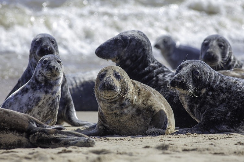 Record number of grey seals spotted on UK beach 