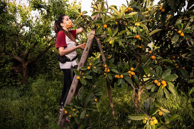 Italy: Farms are short of 50,000 seasonal workers 