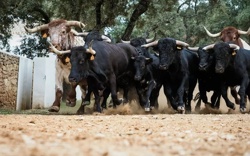 Hiszpania: Przez czwartą falę pandemii odwołano gonitwy byków w Pampelunie