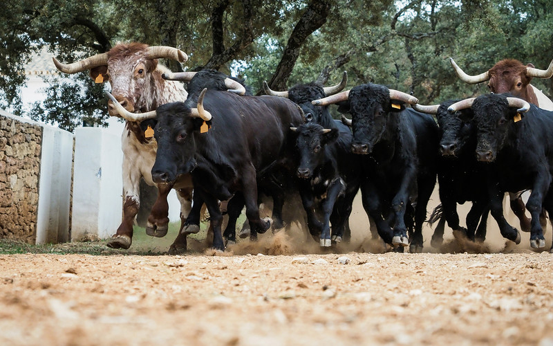 Spain: Pamplona bull racing has been canceled for the fourth wave of the pandemic