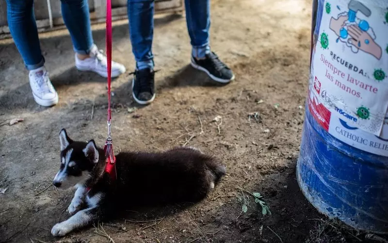 Hiszpania i Portugalia: W czasie pandemii rośnie liczba posiadaczy psów