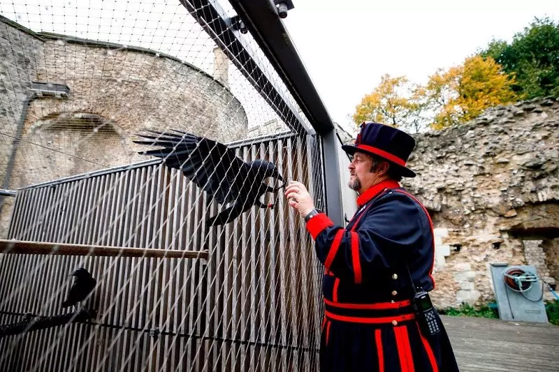 Florence or Matilda? Public to name Tower of London’s baby raven ahead of reopening
