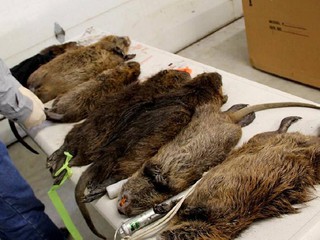 Szczury "wielkości kotów" znalezione w Londynie