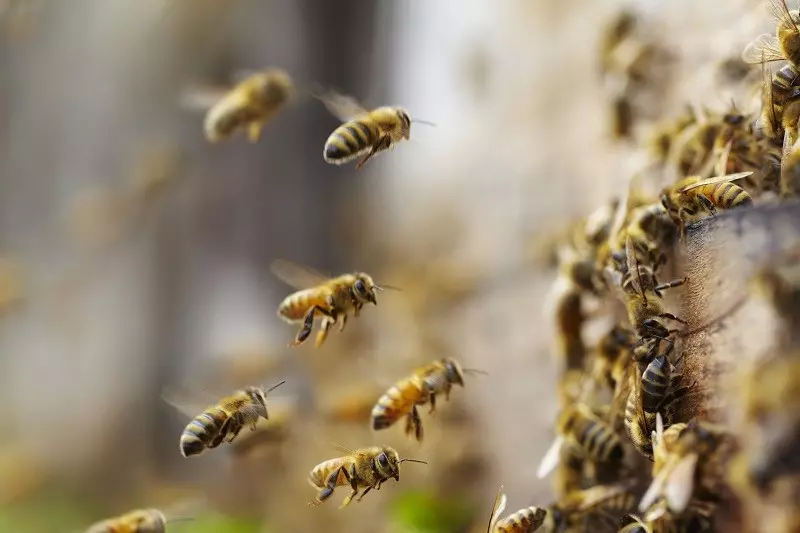 Bees in the Netherlands trained to detect COVID-19 infections