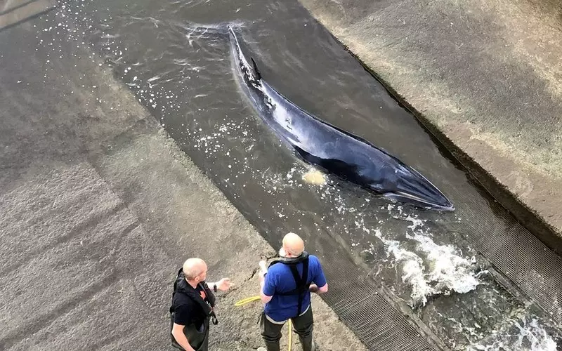 Ratownicy uwolnili małego wieloryba, który utknął w Tamizie