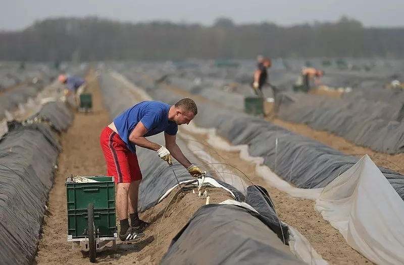 Niemcy: Setki Polaków "uwięzione" na farmie szparagów