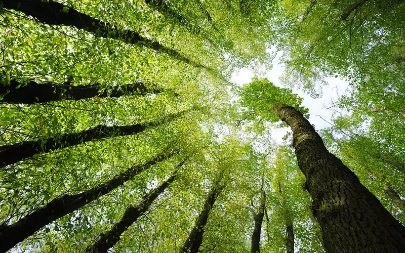 WWF: W ostatnich 20 latach na świecie odrosły lasy wielkości Francji