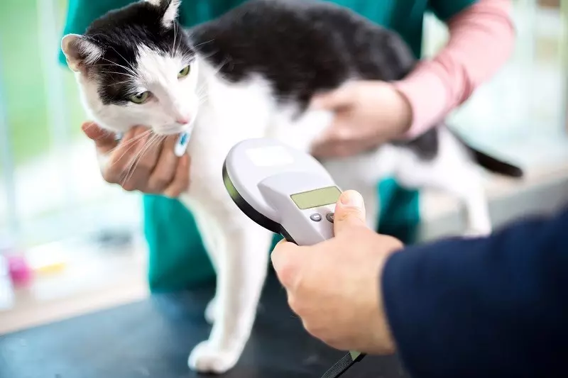 UK wprowadza obowiązkowe chipowanie kotów