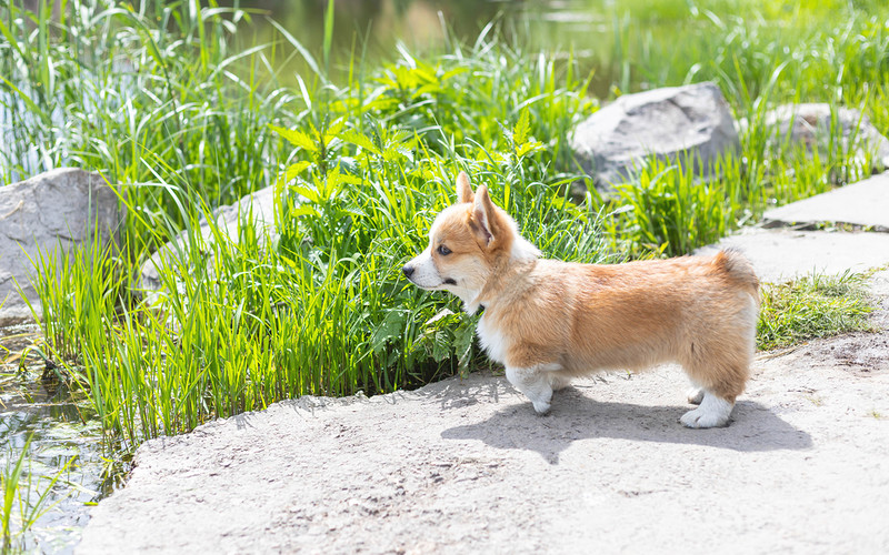 One of the puppies that were supposed to improve the queen's mood died