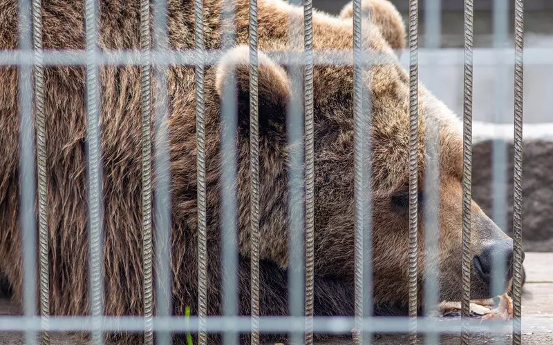 Whipsnade Zoo: Brown bears shot dead after enclosure escape