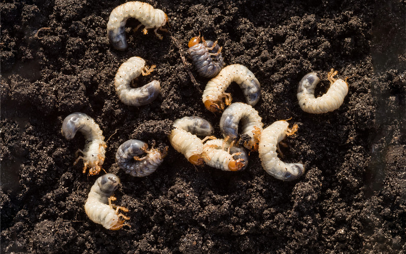 The larvae on the plate? The Salamanca-based company produces the food of the future
