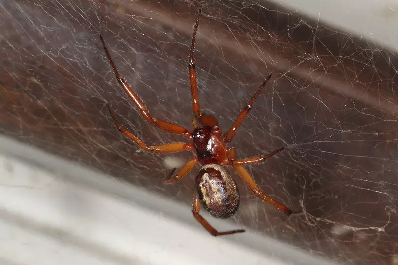 Warnings over noble false widow spider bites as numbers surge